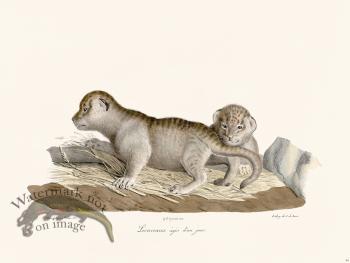 Cuvier 094 Lion Cubs A Day Old